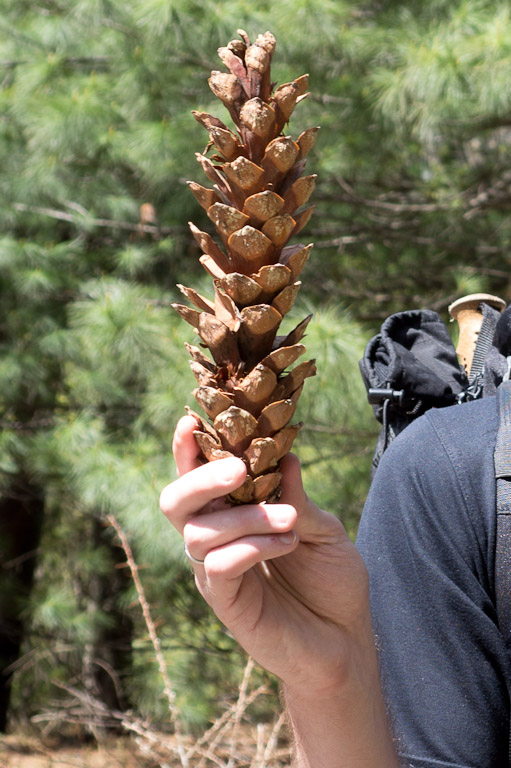 непальская шишка