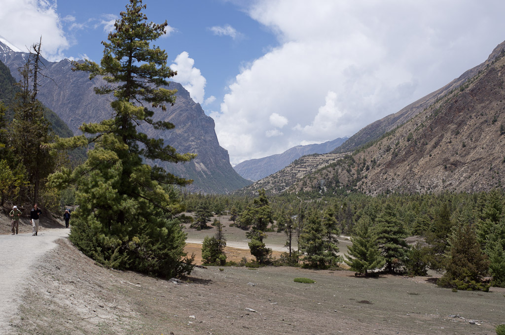 ёлка в горах