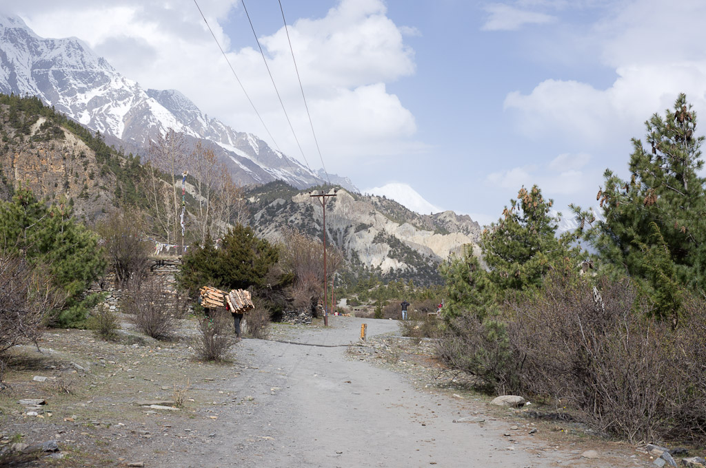 несут дрова