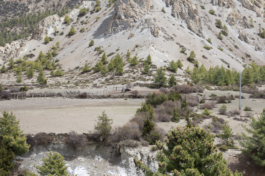непальское поле