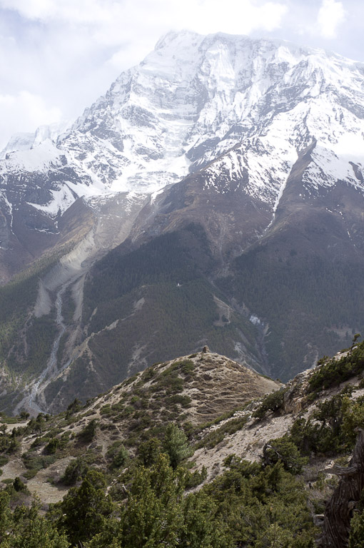 травяной гребень