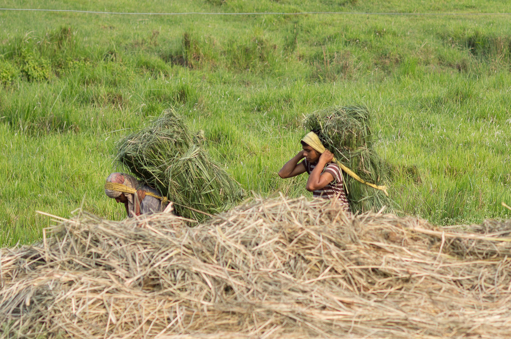 несут траву