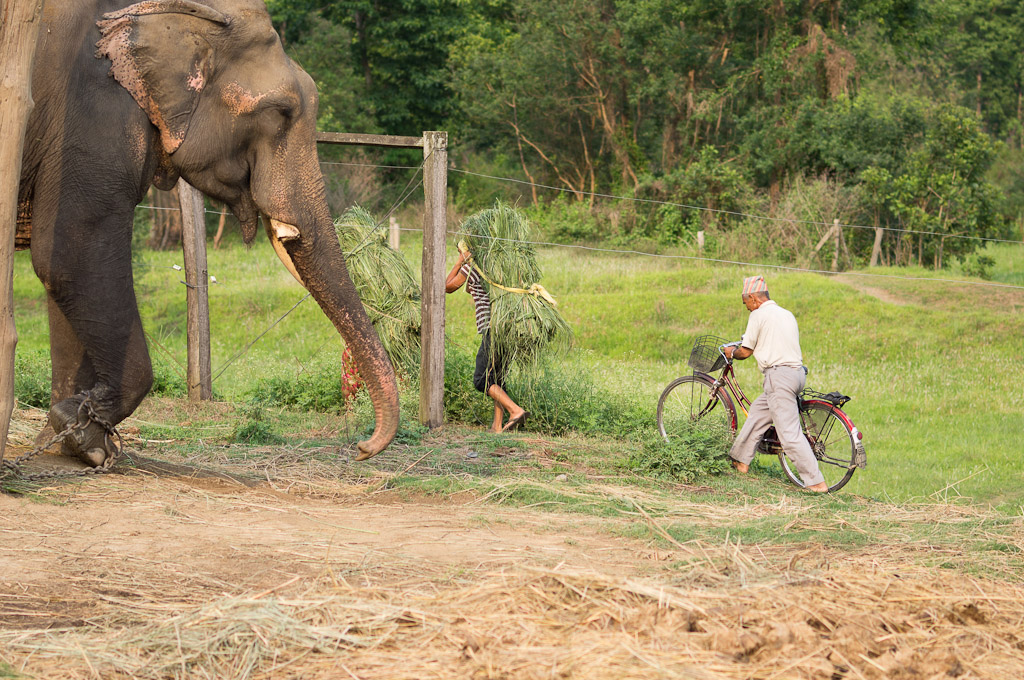 слон и трава