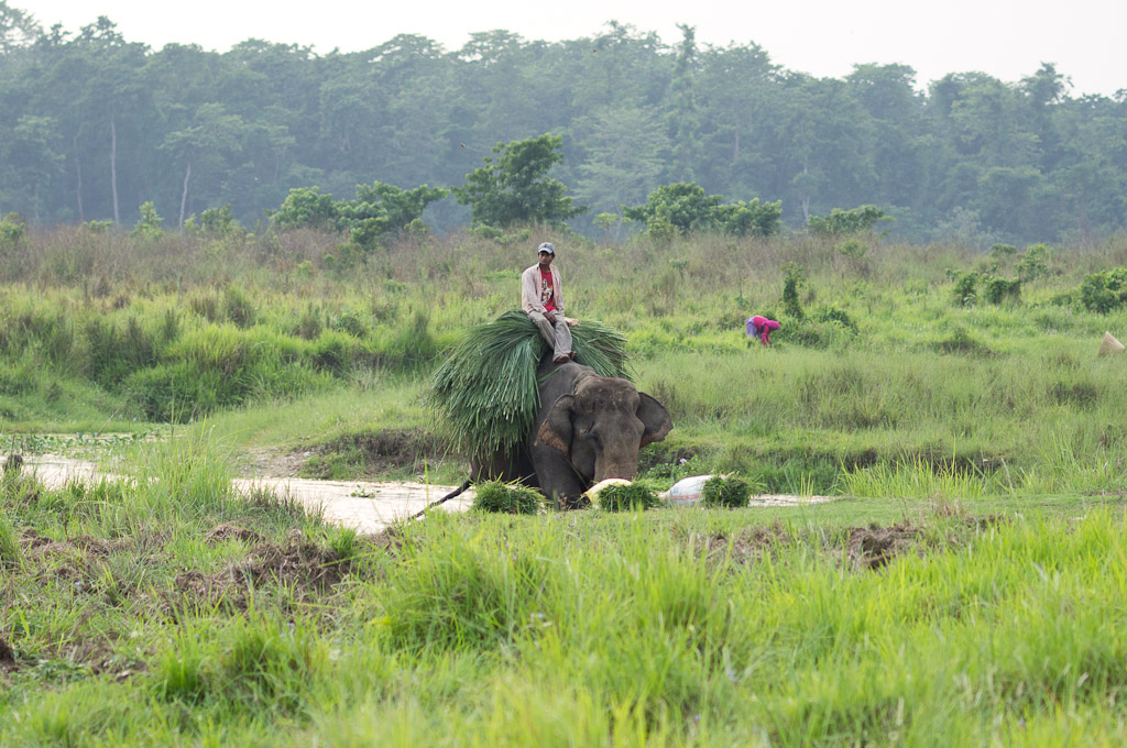 на слоне с вязанкой травы