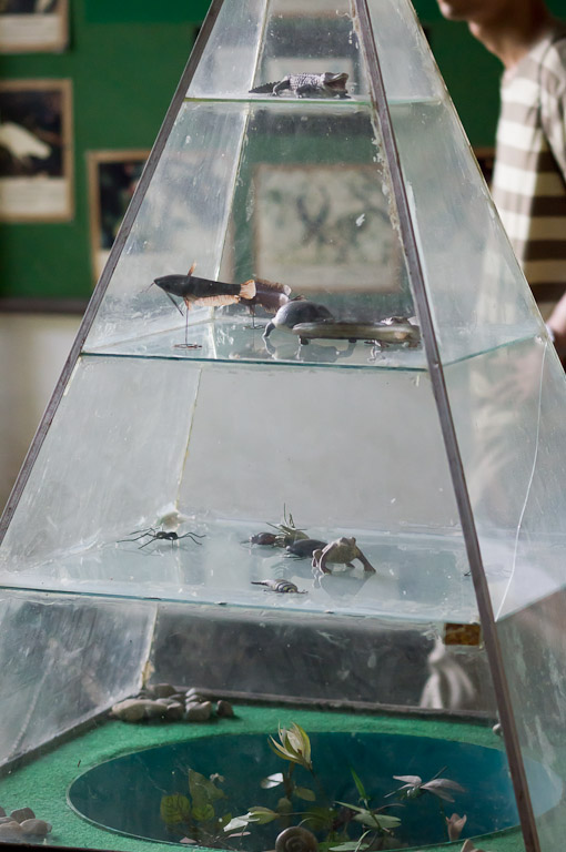 пищевая пирамида