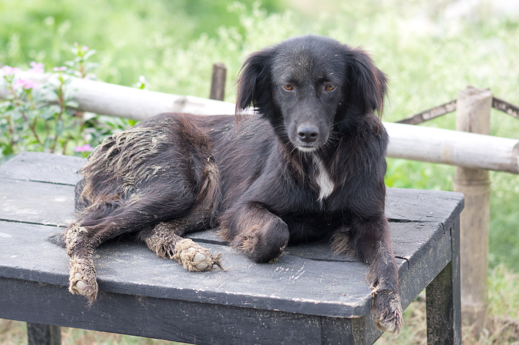 собака с грязными лапами