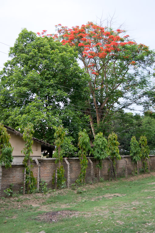 красное дерево среди зеленых