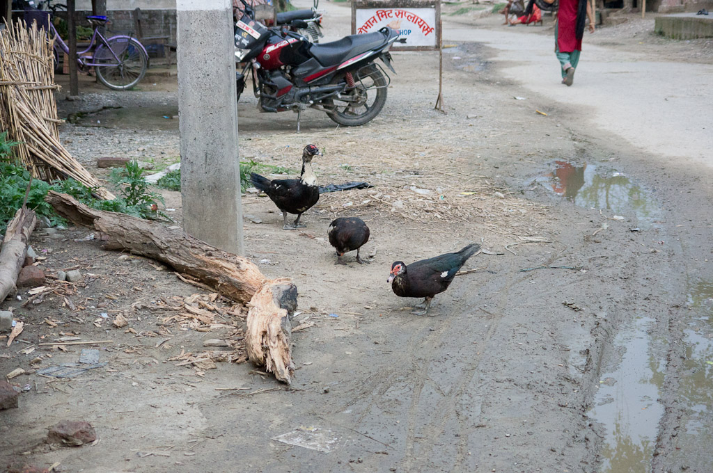 домашняя птица