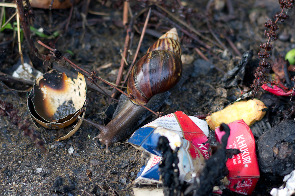 улитка в мусоре