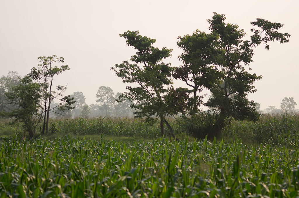 растения какие-то