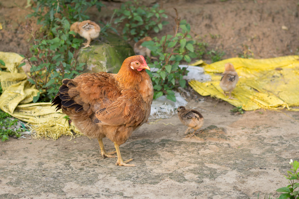 курица с цыплятами