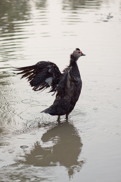 птица машет крыльями