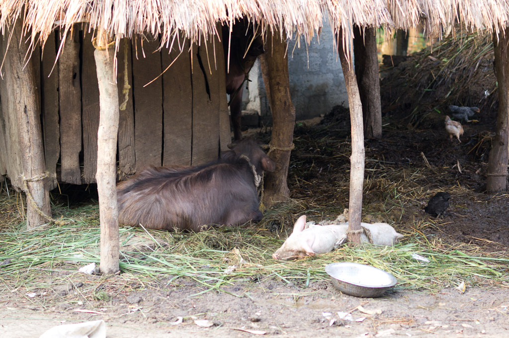 непальский хлев