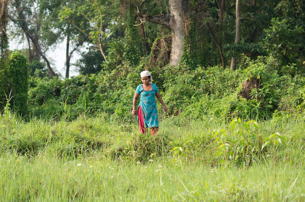 непалка на лугу