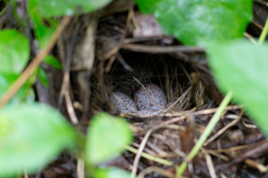 яйца в профиль