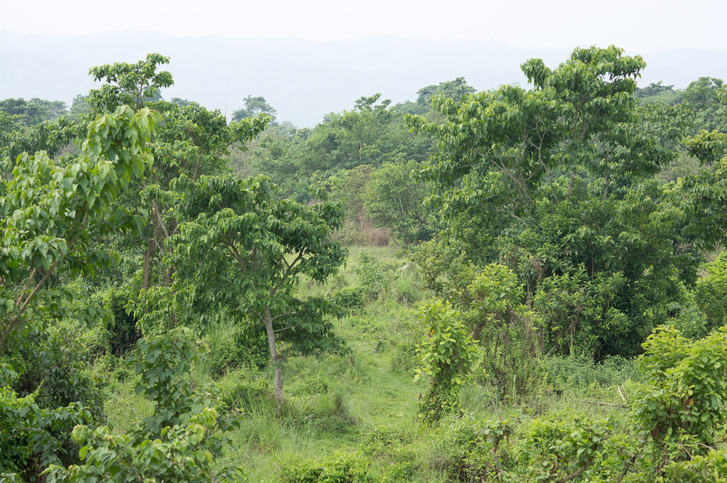 джунгли Непала