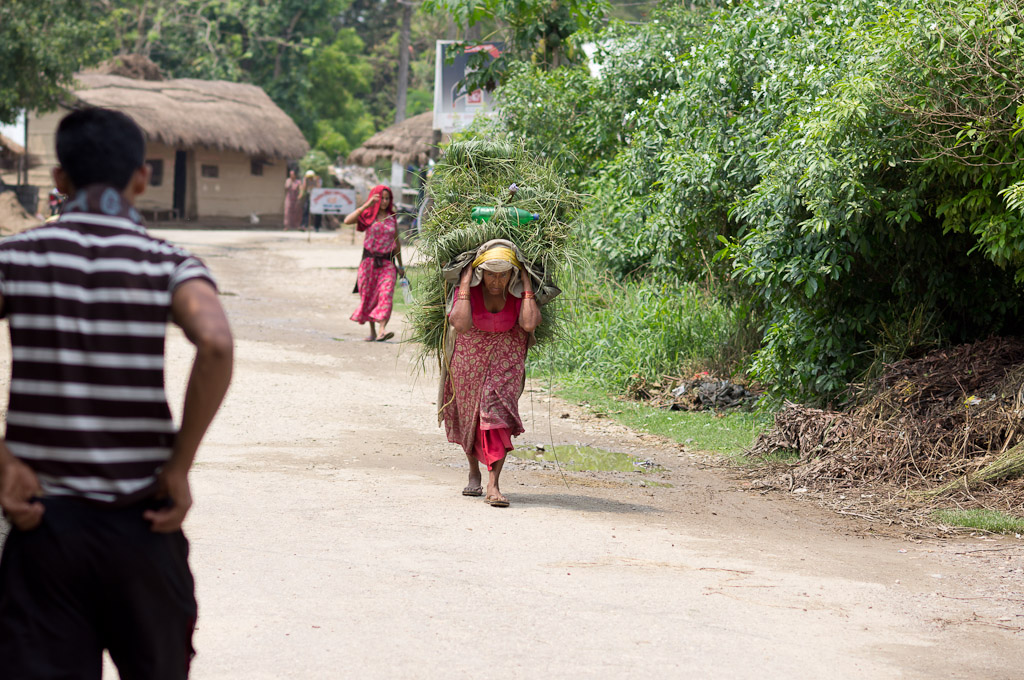 пожилая непалка тащит сено