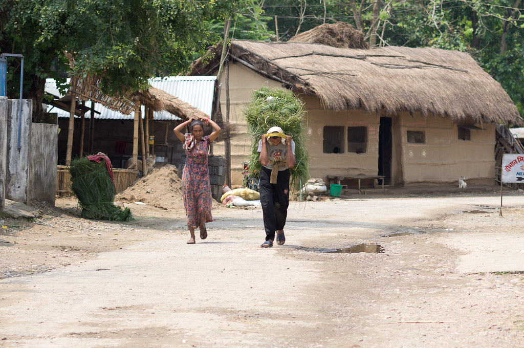 непалка тащит сено