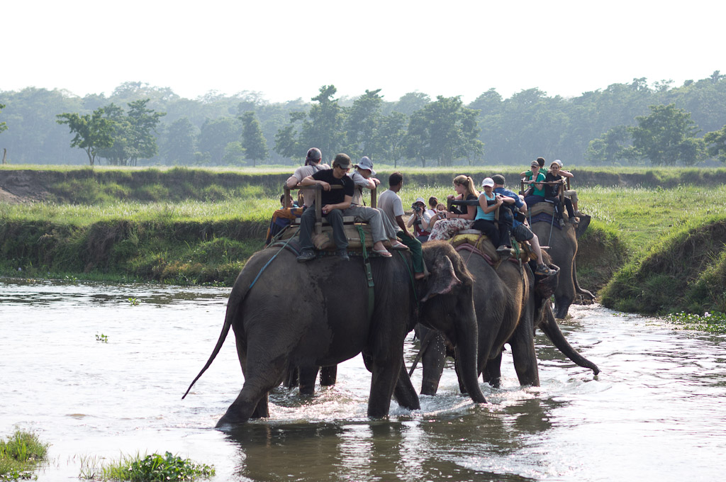 люди катаются на слонах