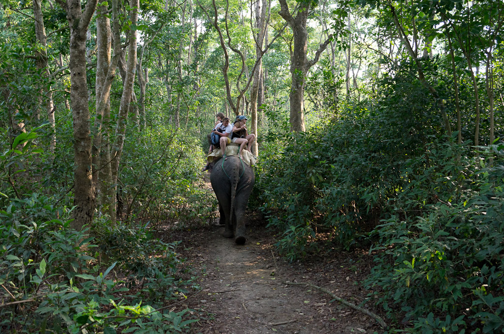 на слоне в кустах