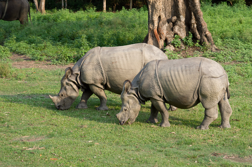 носороги траву едят