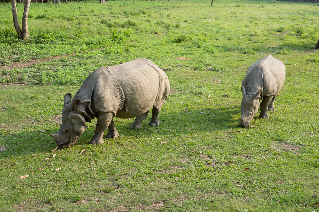 два носорога