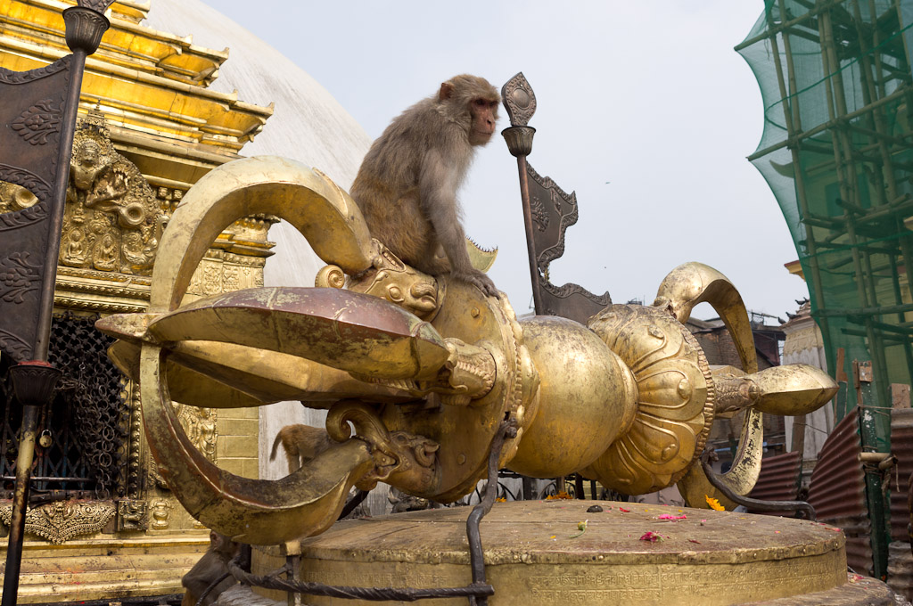 обезьяна сидит