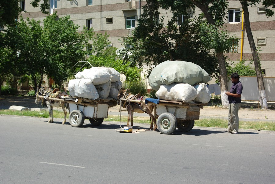 везут дрова на ишаках
