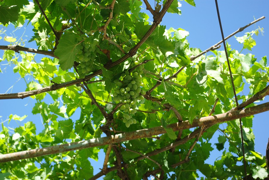 зелёный виноград