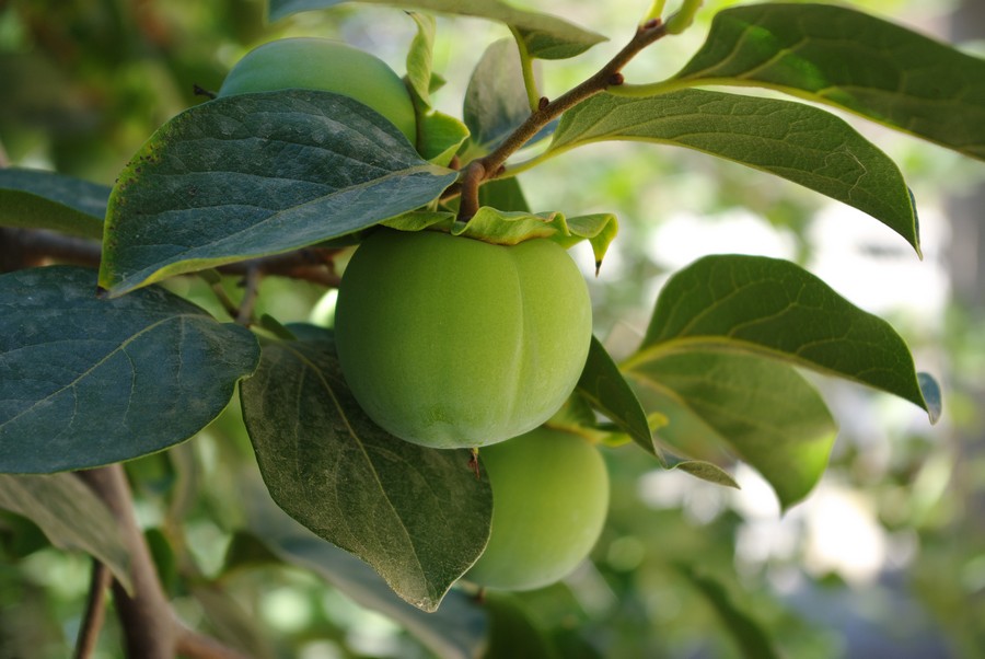 зелёныйй персик