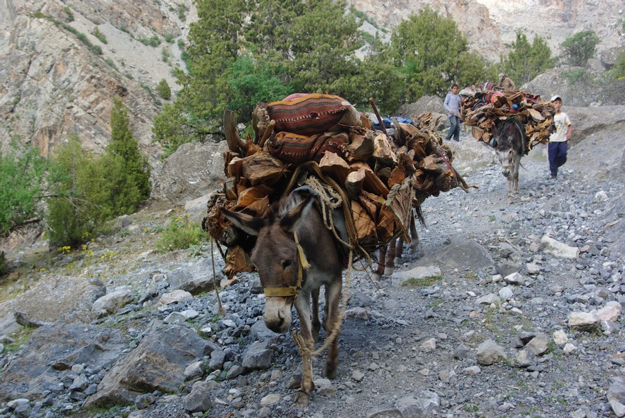 Ишаки везут дрова