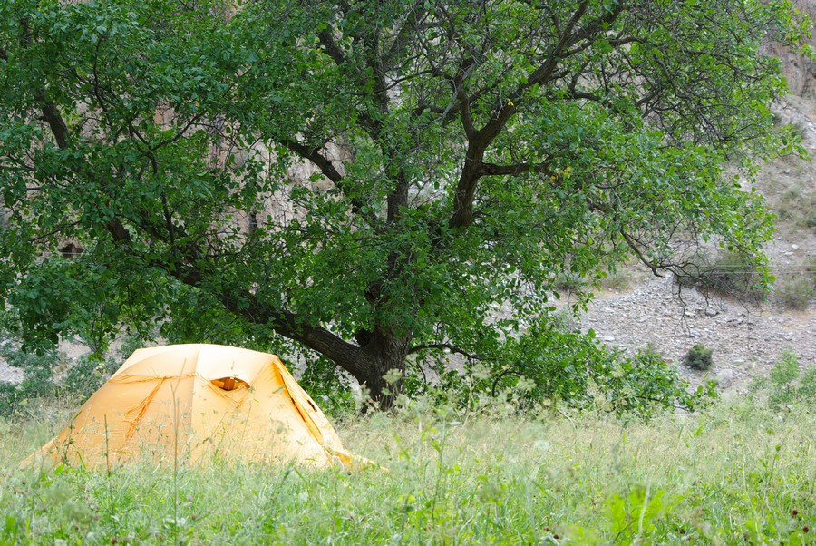 грецкий орех дерево