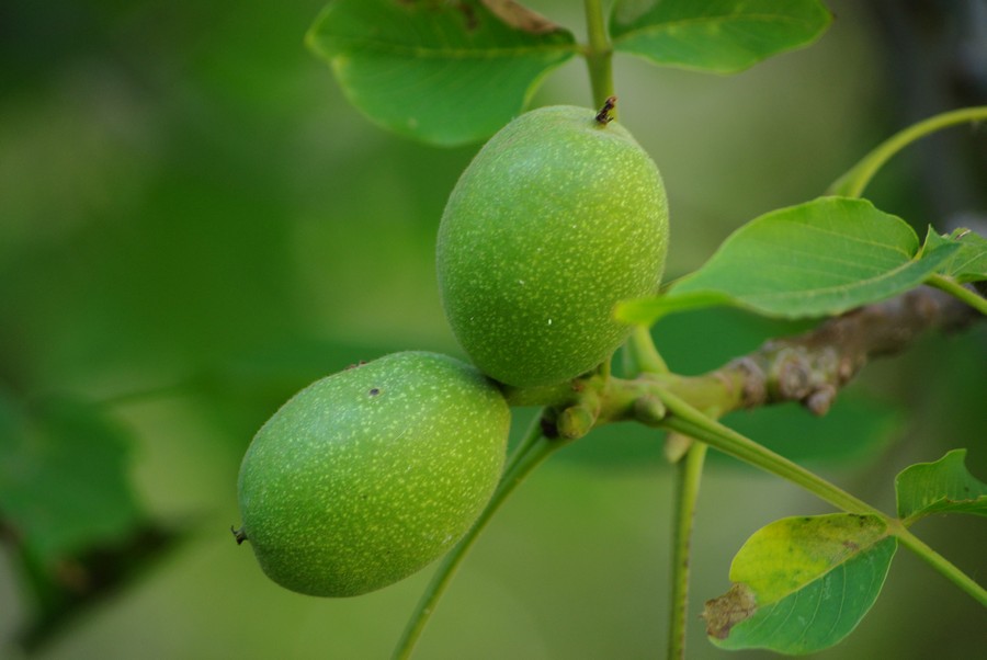 грецкий орех