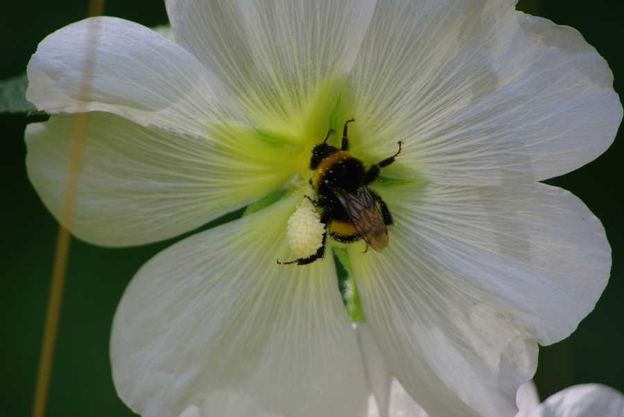 цветочек и шмель
