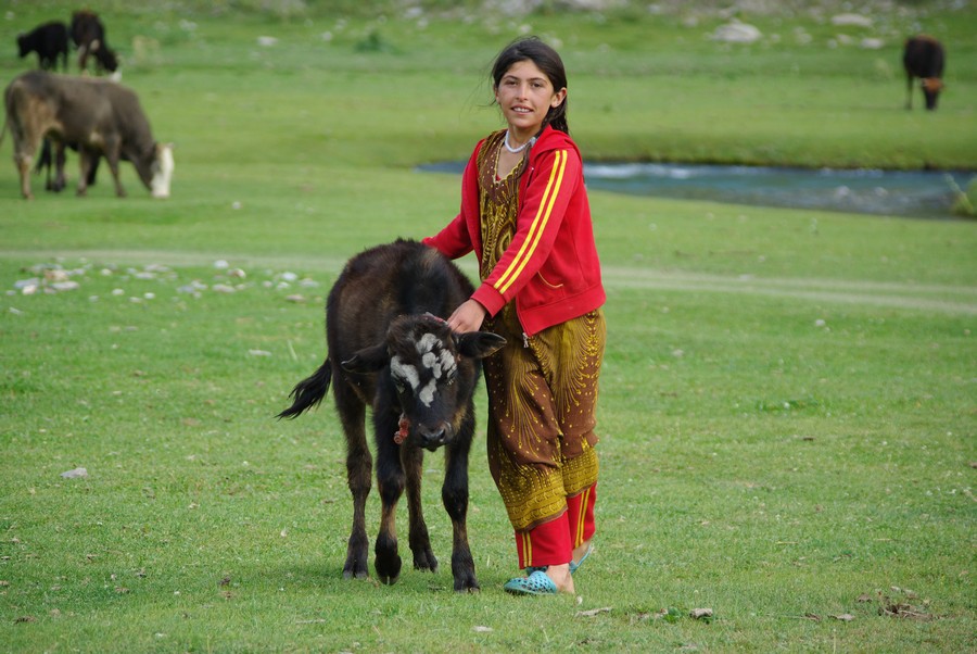 девочка с телёнком