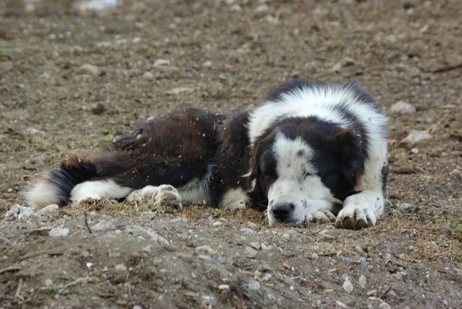 таджикская собака