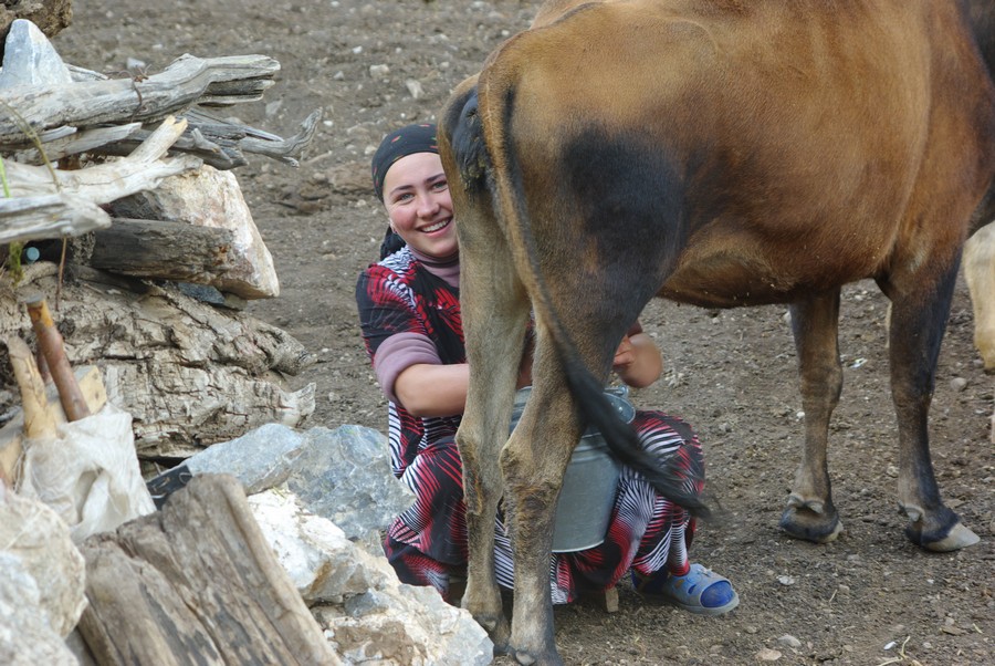 доят корову