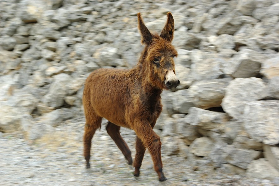 лохматый ишак