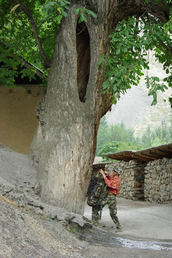 Толстое дерево