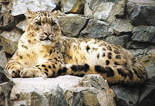 Барс на отдыхе