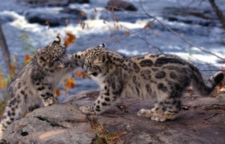 Молодые ирбисы играют