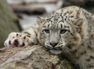 Снежный барс в неволе